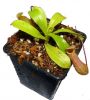 przykładowa sprzedawana roślina / exemplary plant for sale